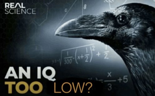 IQ too low